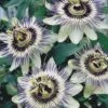 Passiflora Caerulea 2 Passiflora Caerulea -Bulb Garden Store PASS V59251 A h