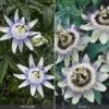 Passiflora Collection -Bulb Garden Store PASS V74423 A h