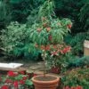 Peach (Mini Patio Tree) -Bulb Garden Store PEAC 65350V A h