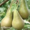 Pear 'Conference' -Bulb Garden Store PEAR 16020V A