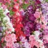 Penstemon 'Symphony Mixed' -Bulb Garden Store PENS V17933 A h