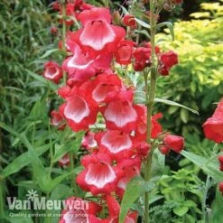 Penstemon 'Ice Cream Collection' -Bulb Garden Store PENS V18183 A1