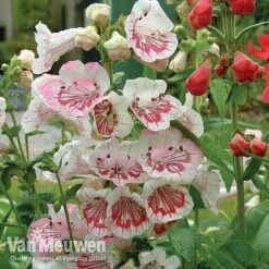 Penstemon 'Ice Cream Collection' -Bulb Garden Store PENS V18184 A1