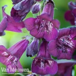 Penstemon 'Ice Cream Collection' -Bulb Garden Store PENS V48835 A1