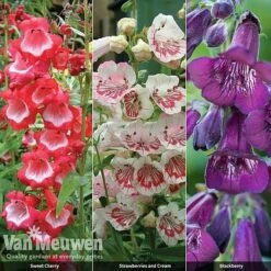 Penstemon 'Ice Cream Collection' -Bulb Garden Store PENS V48836 A