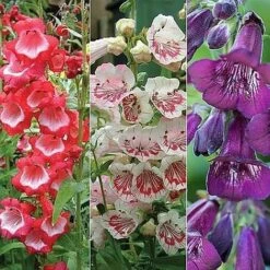 Penstemon 'Ice Cream Collection' -Bulb Garden Store PENS V48836 NOW1
