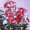 Penstemon 'Etna' -Bulb Garden Store PENS V65724 A h
