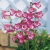 Penstemon 'Kilimanjaro' -Bulb Garden Store PENS V65738 A h