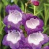 Penstemon 'Pensham Czar' 2 Penstemon 'Pensham Czar' -Bulb Garden Store PENS V65746 A h