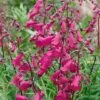 Penstemon 'Pensham Just Jayne' -Bulb Garden Store PENS V65748 A h