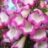 Penstemon 'Pensham Laura' -Bulb Garden Store PENS V65750 A h