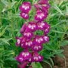 Penstemon 'Pensham Plum Jerkum' -Bulb Garden Store PENS V65752 A h