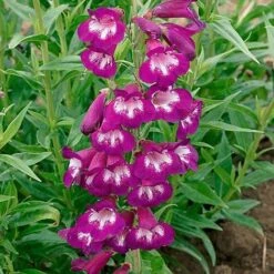 Penstemon 'Pensham Plum Jerkum'