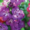Penstemon 'Pensham Westminster Belle' -Bulb Garden Store PENS V65756 B h