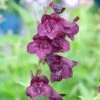 Penstemon 'Raven' -Bulb Garden Store PENS V65760 A h