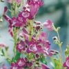 Penstemon 'Vesuvius' 1 Penstemon 'Vesuvius' -Bulb Garden Store PENS V65770 A h