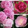 Peony Collection -Bulb Garden Store PEO V73269 A