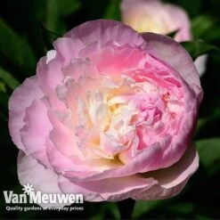 Peony Collection -Bulb Garden Store PEO V73269 C