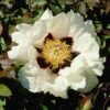 Tree Peony Rockii -Bulb Garden Store PEON V13532 A h