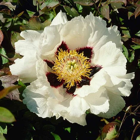 Tree Peony Rockii 3 Tree Peony Rockii