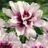 Peony Itoh 'Cora Louise' -Bulb Garden Store PEON V81264 A