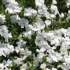 Phlox Douglasii 'White Admiral' 1 Phlox Douglasii 'White Admiral' -Bulb Garden Store PHLO V59660 A h