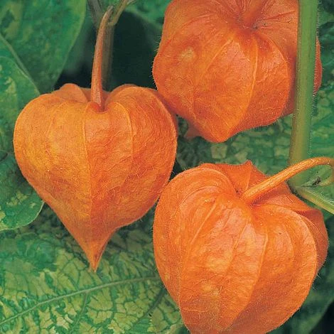 Physalis Alkekengi Var. Franchetii 3 Physalis Alkekengi Var. Franchetii