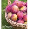 Plum 'Victoria' -Bulb Garden Store PLUM 16000 A1