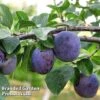Plum Black Amber (Mini Fruit Tree) -Bulb Garden Store PLUM T10632 A