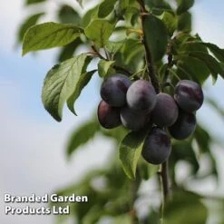 Plum Black Amber (Mini Fruit Tree) -Bulb Garden Store PLUM T10632 C
