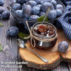 Plum Black Amber (Mini Fruit Tree) -Bulb Garden Store PLUM T10632 D