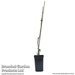 Plum Black Amber (Mini Fruit Tree) -Bulb Garden Store PLUM T10632 E