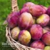 Plum Victoria Patio Collection -Bulb Garden Store PLUM V15403 B