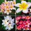 Plumeria Collection -Bulb Garden Store PLUM V70596 A h