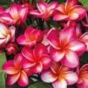 Plumeria 'Red' -Bulb Garden Store PLUM V70598 A h