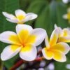 Plumeria 'Yellow' -Bulb Garden Store PLUM V70600 A h