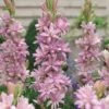 Polianthes Tuberosa 'Pink Sapphire' -Bulb Garden Store POLI V49118 A h
