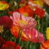 Poppy 'Gartenzwerg' -Bulb Garden Store POPP V59654 A h