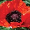 Poppy 'Beauty Of Livermere' -Bulb Garden Store POPP V65694 A h
