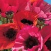 Poppy 'Fruit Punch' -Bulb Garden Store POPP V65698 A h