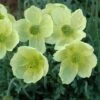 Poppy 'Pacino' -Bulb Garden Store POPP V65700 A h