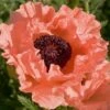 Poppy 'Prinzessin Victoria Louise' -Bulb Garden Store POPP V65712 A h