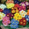 Primrose 'Alaska Improved Mixed' -Bulb Garden Store PRIM V11457 A