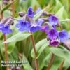 Pulmonaria 'Blue Ensign' -Bulb Garden Store PULM T62252 A
