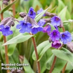 Pulmonaria 'Blue Ensign'
