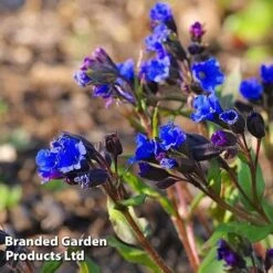 Pulmonaria 'Blue Ensign' 7 Pulmonaria 'Blue Ensign' -Bulb Garden Store PULM T62252 C