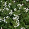 Pulmonaria 'Sissinghurst White' -Bulb Garden Store PULM V59668 A h