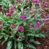 Pulmonaria 'Raspberry Splash' -Bulb Garden Store PULM V63488 A h