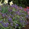 Pulmonaria 'Trevi Fountain' -Bulb Garden Store PULM V63490 A h