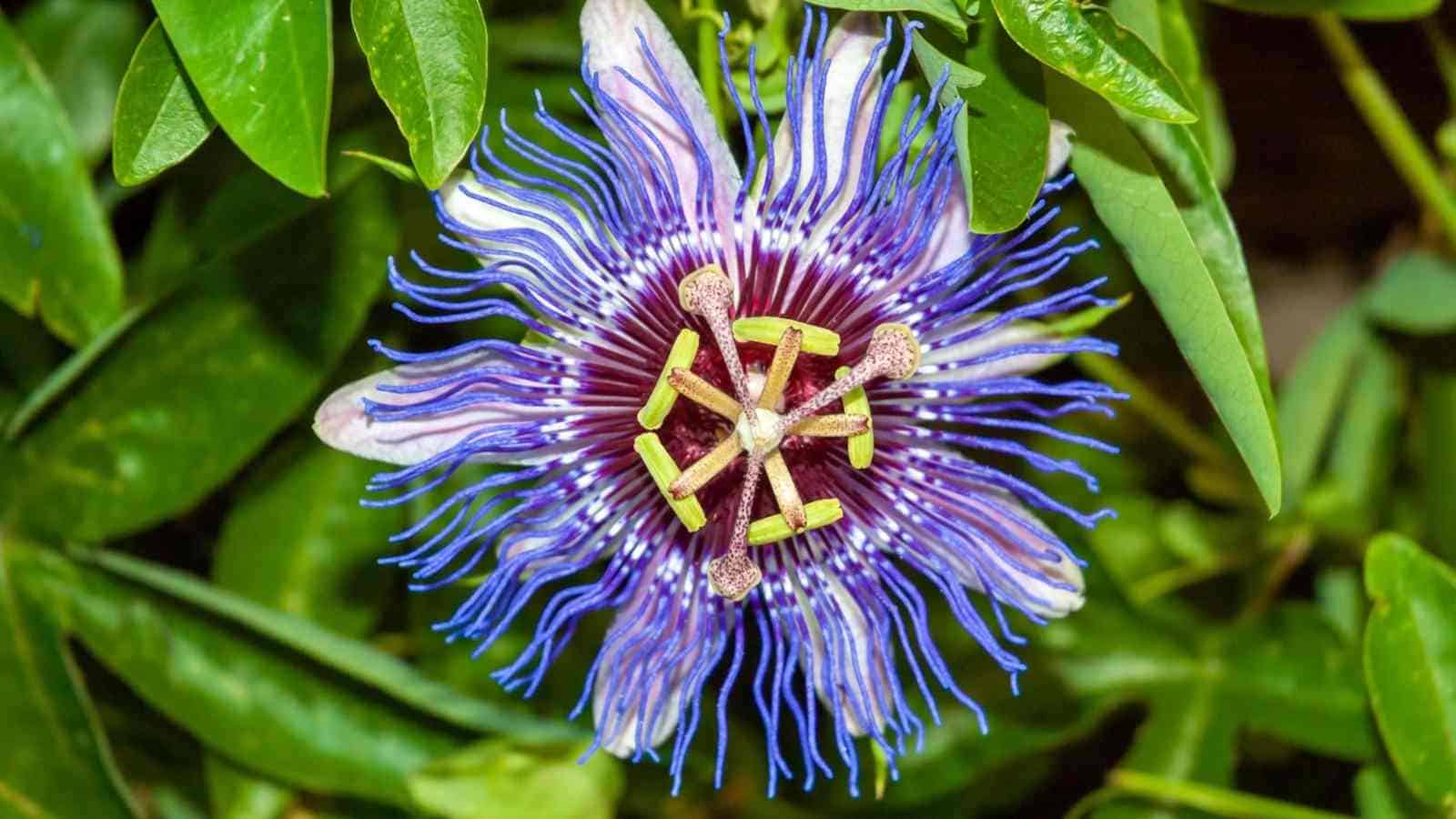 Front Page -Bulb Garden Store Passion Flower
